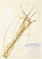 藏品(大沙拂子茅)的圖片